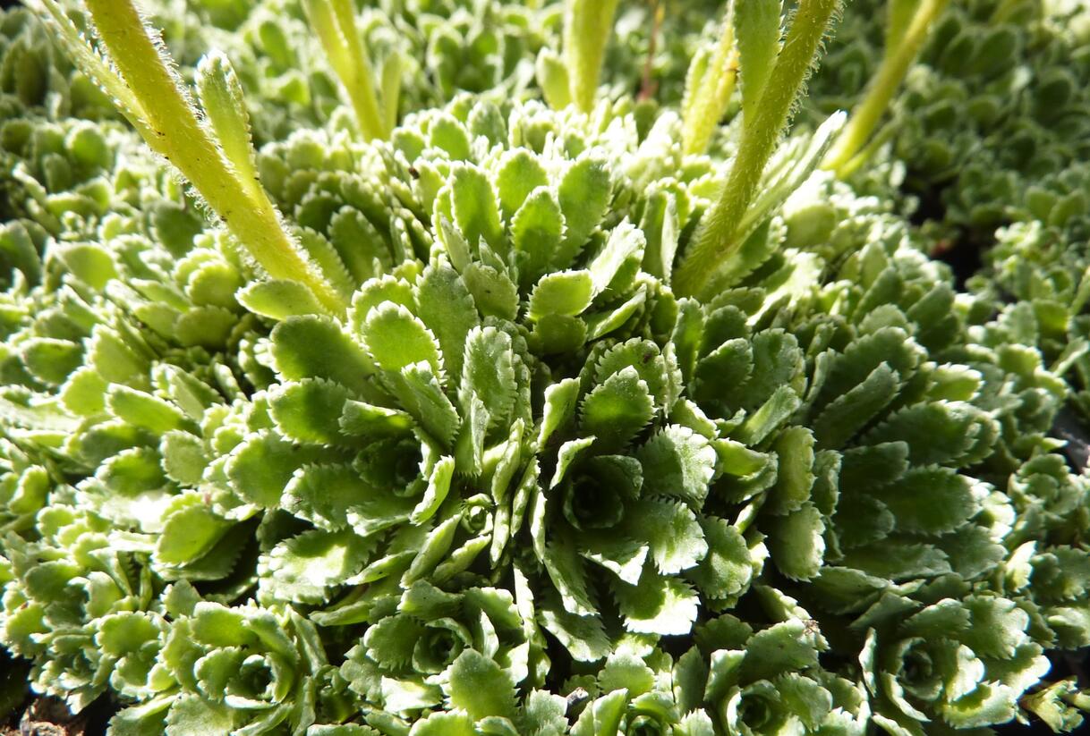 Lomikámen vždyživý 'Portae' - Saxifraga paniculata 'Portae'