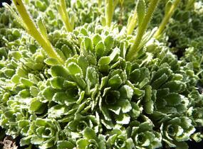 Lomikámen vždyživý 'Portae' - Saxifraga paniculata 'Portae'