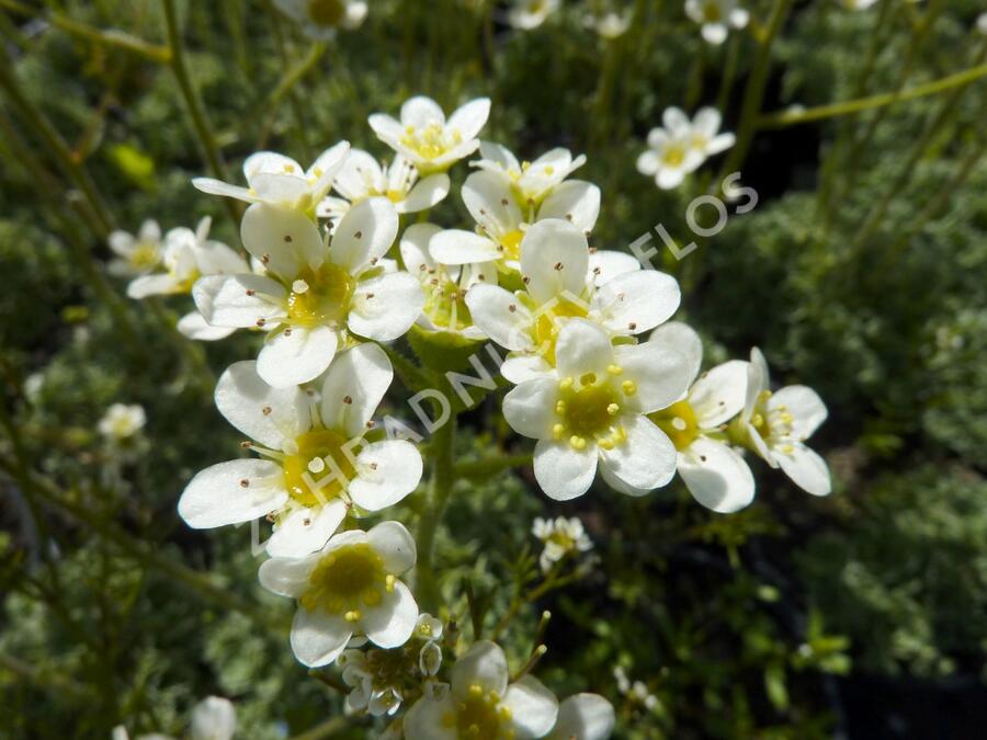 Lomikámen vždyživý 'Portae' - Saxifraga paniculata 'Portae'