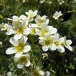 Lomikámen vždyživý 'Portae' - Saxifraga paniculata 'Portae'