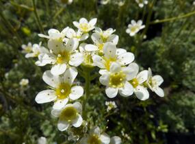 Lomikámen vždyživý 'Portae' - Saxifraga paniculata 'Portae'