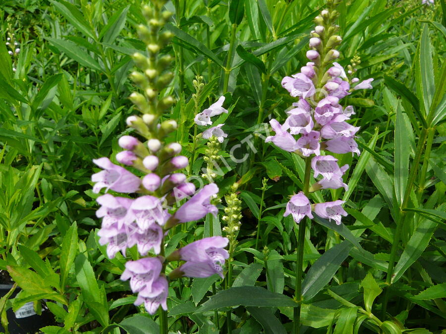 Včelník virginský 'Rosea' - Physostegia virginiana 'Rosea'