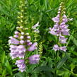 Včelník virginský 'Rosea' - Physostegia virginiana 'Rosea'
