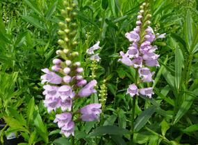 Včelník virginský 'Rosea' - Physostegia virginiana 'Rosea'
