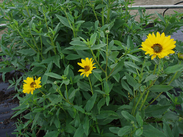 Slunečnice 'Miss Mellish' - Helianthus rigidus 'Miss Mellish'