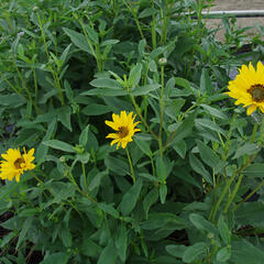 Slunečnice 'Miss Mellish' - Helianthus rigidus 'Miss Mellish'