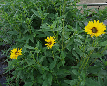 Slunečnice 'Miss Mellish'