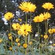 Slunečnice 'Giganteus' - Helianthus atrorubens 'Giganteus'