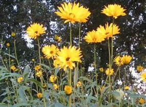 Slunečnice 'Giganteus' - Helianthus atrorubens 'Giganteus'