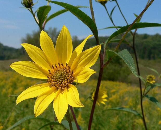 Slunečnice 'Giganteus' - Helianthus atrorubens 'Giganteus'