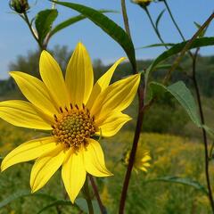 Slunečnice 'Giganteus' - Helianthus atrorubens 'Giganteus'