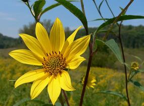 Slunečnice 'Giganteus' - Helianthus atrorubens 'Giganteus'