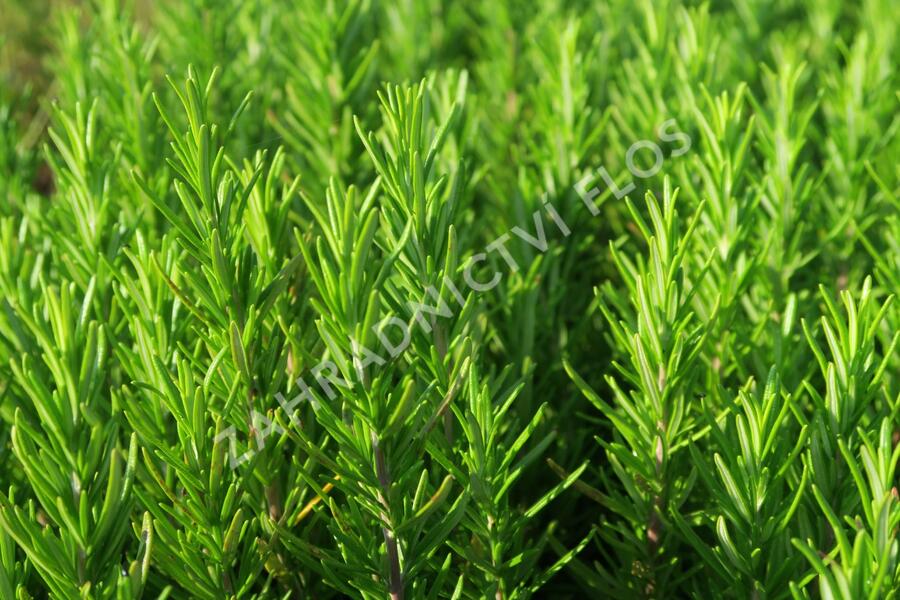 Rozmarýn lékařský 'Abraxas' - Rosmarinus officinalis 'Abraxas'