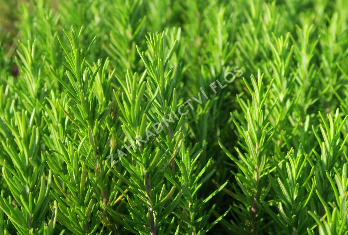 Rozmarýn lékařský 'Abraxas' - Rosmarinus officinalis 'Abraxas'