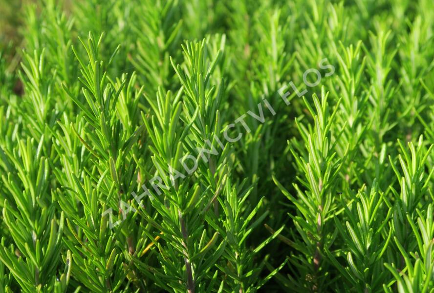 Rozmarýn lékařský 'Abraxas' - Rosmarinus officinalis 'Abraxas'
