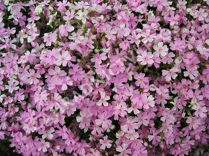 Plamenka šídlovitá - Phlox subulata