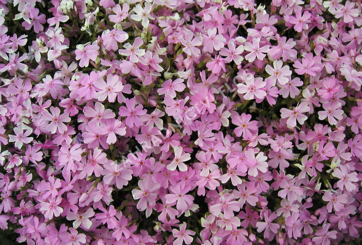 Plamenka šídlovitá - Phlox subulata