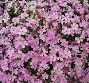 Plamenka šídlovitá