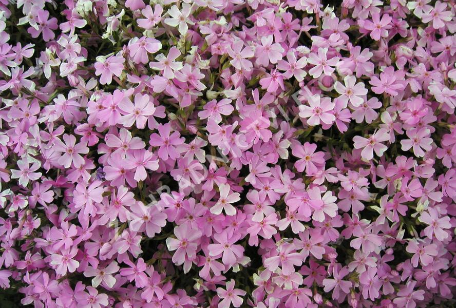 Plamenka šídlovitá - Phlox subulata