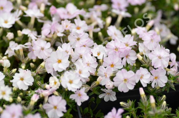 Plamenka 'Pink Admiral' - Phlox douglasii 'Pink Admiral'