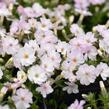 Plamenka 'Pink Admiral' - Phlox douglasii 'Pink Admiral'