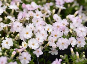 Plamenka 'Pink Admiral' - Phlox douglasii 'Pink Admiral'