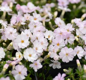 Plamenka 'Pink Admiral' - Phlox douglasii 'Pink Admiral'