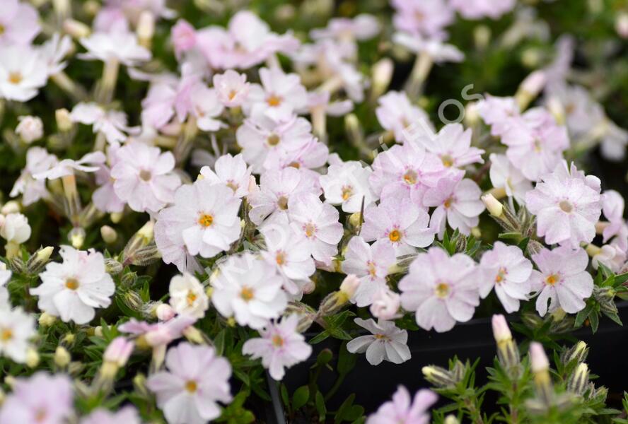 Plamenka 'Pink Admiral' - Phlox douglasii 'Pink Admiral'
