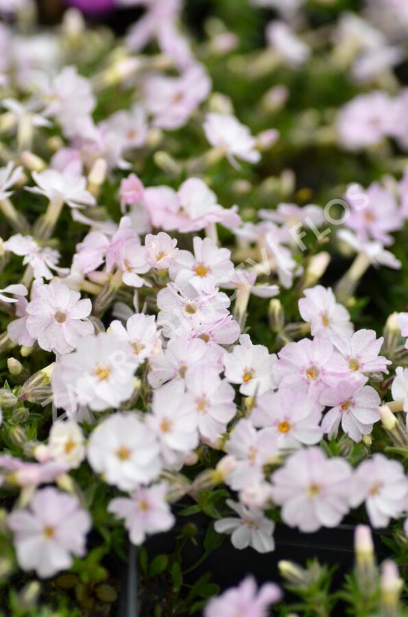 Plamenka 'Pink Admiral' - Phlox douglasii 'Pink Admiral'