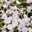 Plamenka 'Pink Admiral' - Phlox douglasii 'Pink Admiral'