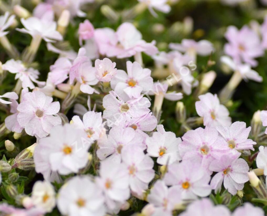 Plamenka 'Pink Admiral' - Phlox douglasii 'Pink Admiral'