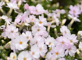 Plamenka 'Pink Admiral' - Phlox douglasii 'Pink Admiral'