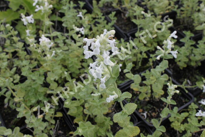 Šanta hroznovitá 'Alba' - Nepeta racemosa 'Alba'