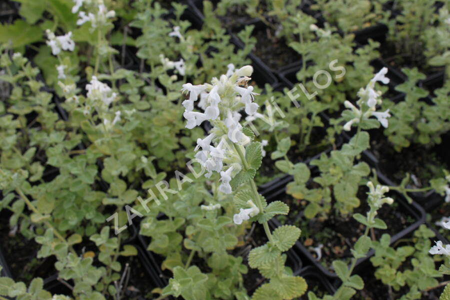 Šanta hroznovitá 'Alba' - Nepeta racemosa 'Alba'