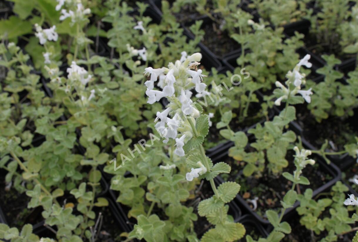 Šanta hroznovitá 'Alba' - Nepeta racemosa 'Alba'