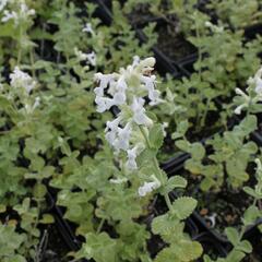 Šanta hroznovitá 'Alba' - Nepeta racemosa 'Alba'