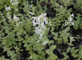 Šanta hroznovitá 'Alba' - Nepeta racemosa 'Alba'