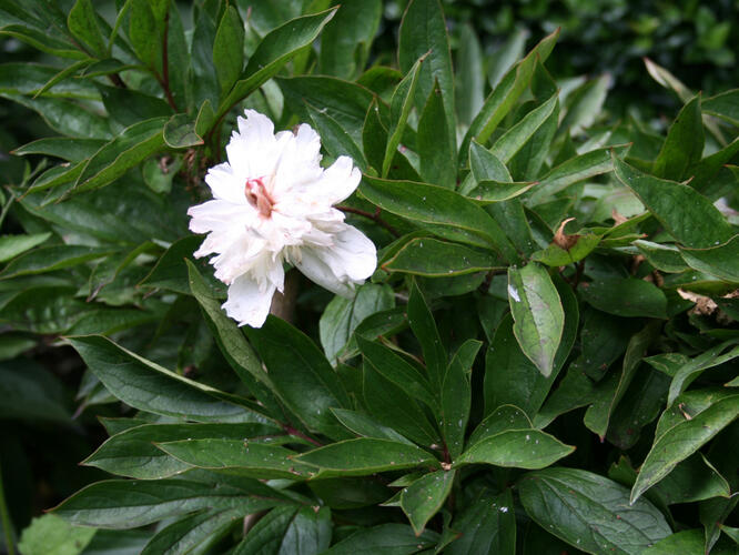 Pivoňka bělokvětá - Paeonia lactiflora