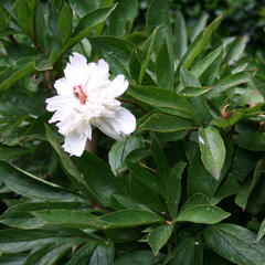 Pivoňka bělokvětá - Paeonia lactiflora