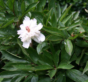 Pivoňka bělokvětá - Paeonia lactiflora