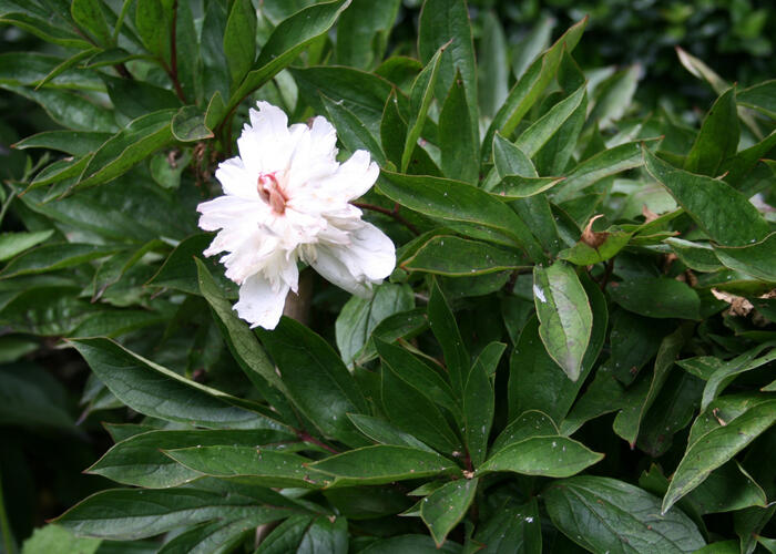 Pivoňka bělokvětá - Paeonia lactiflora