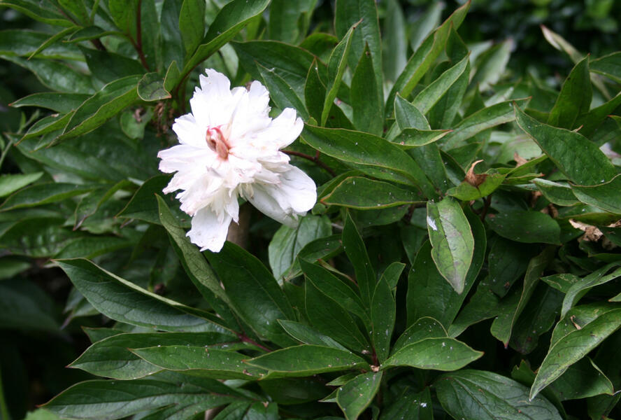Pivoňka bělokvětá - Paeonia lactiflora