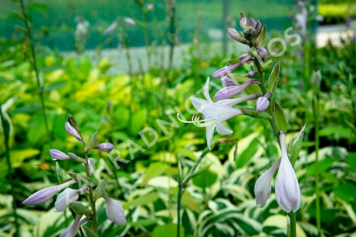 Bohyška 'Patriot' - Hosta 'Patriot'