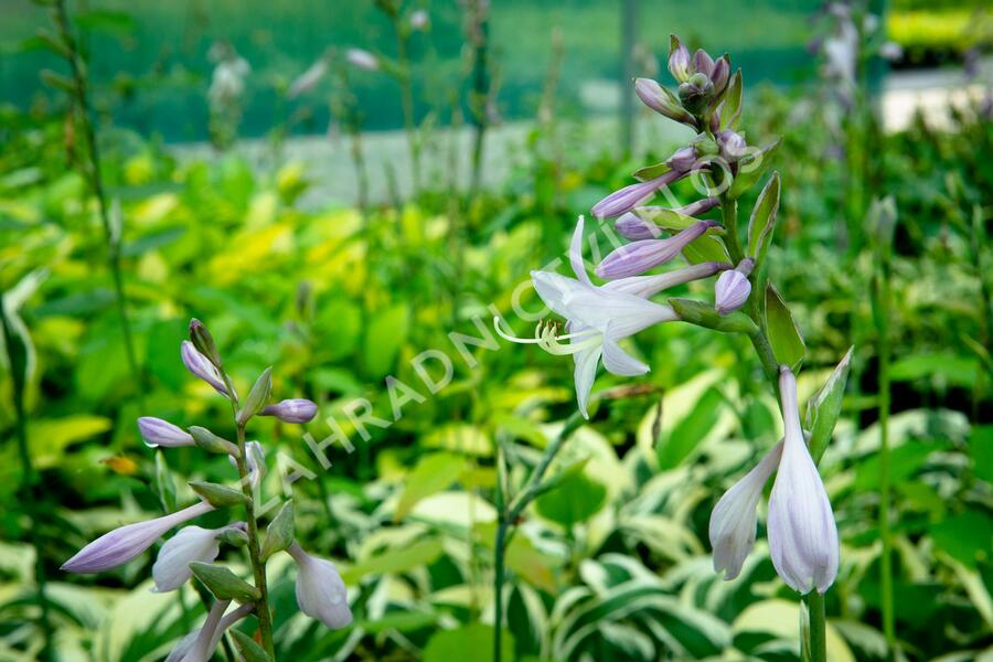 Bohyška 'Patriot' - Hosta 'Patriot'