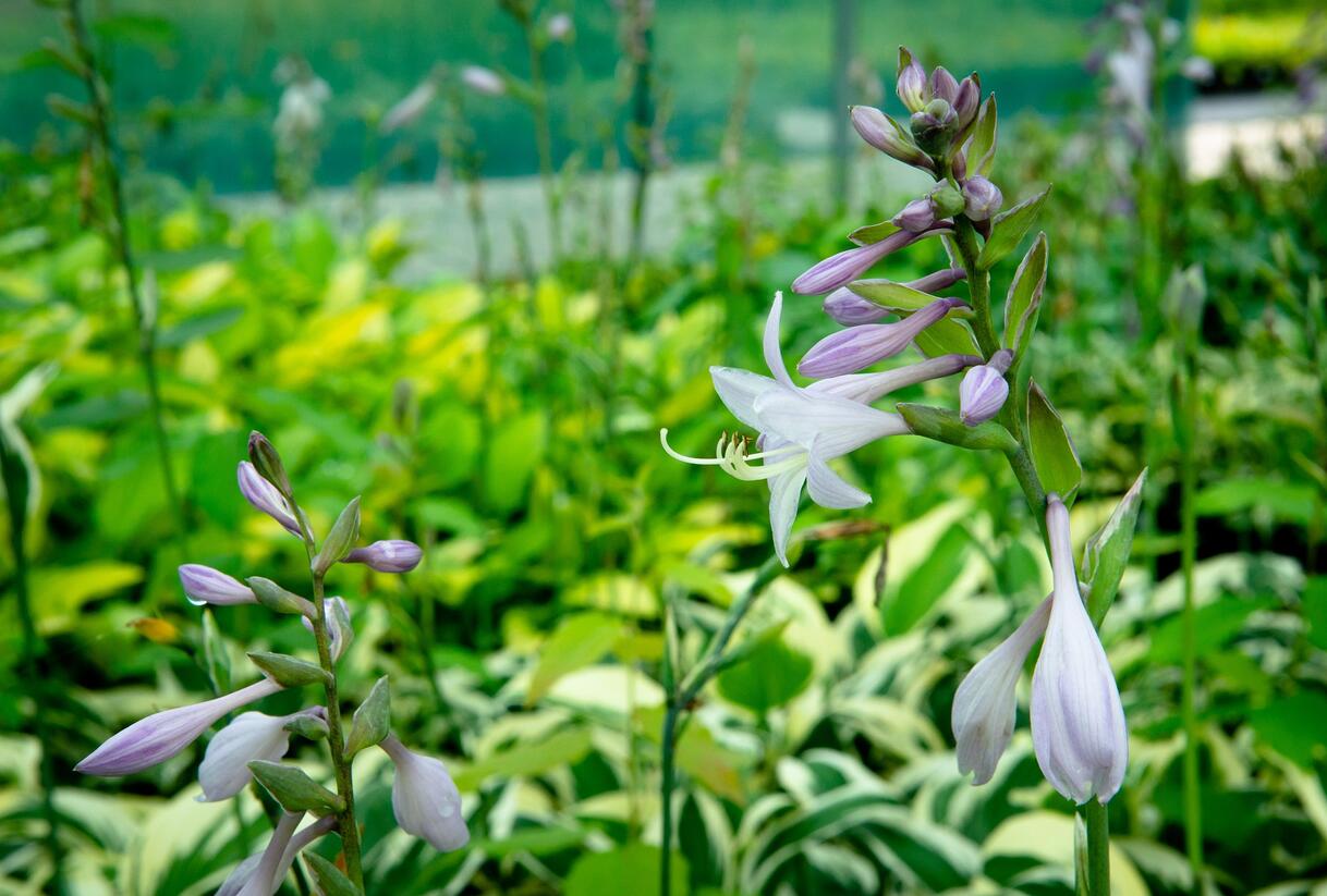 Bohyška 'Patriot' - Hosta 'Patriot'