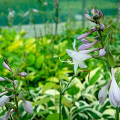 Bohyška 'Patriot' - Hosta 'Patriot'