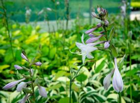 Bohyška 'Patriot' - Hosta 'Patriot'