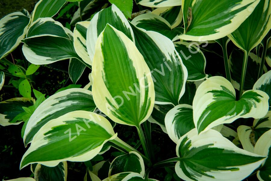 Bohyška 'Patriot' - Hosta 'Patriot'