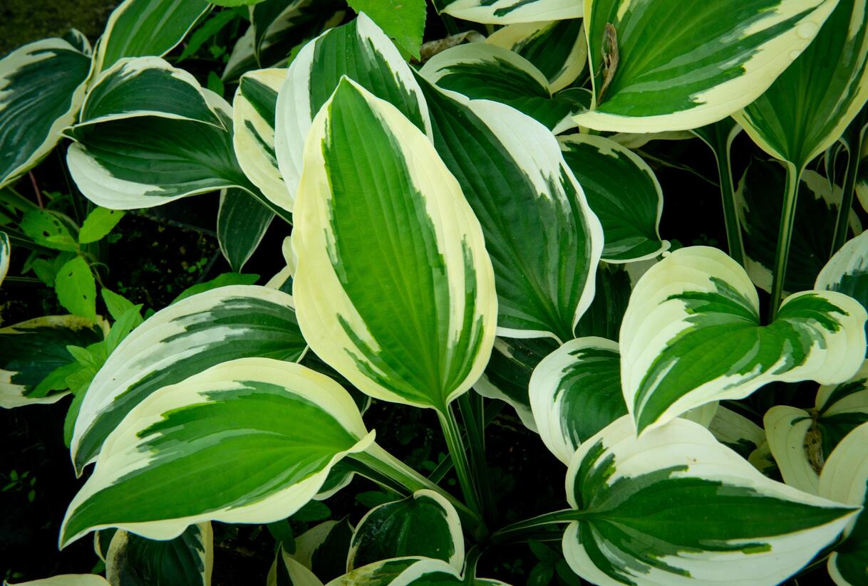 Bohyška 'Patriot' - Hosta 'Patriot'