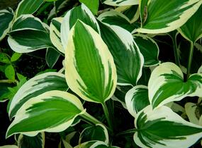 Bohyška 'Patriot' - Hosta 'Patriot'